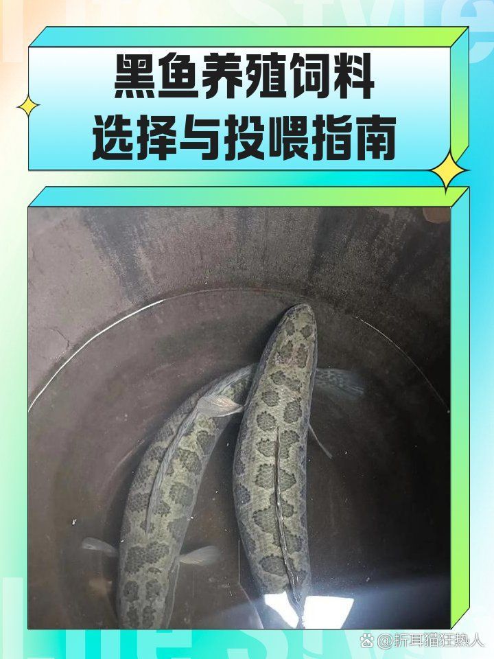 給我一些黑龍魚的飼養技巧，黑龍魚的飼養技巧