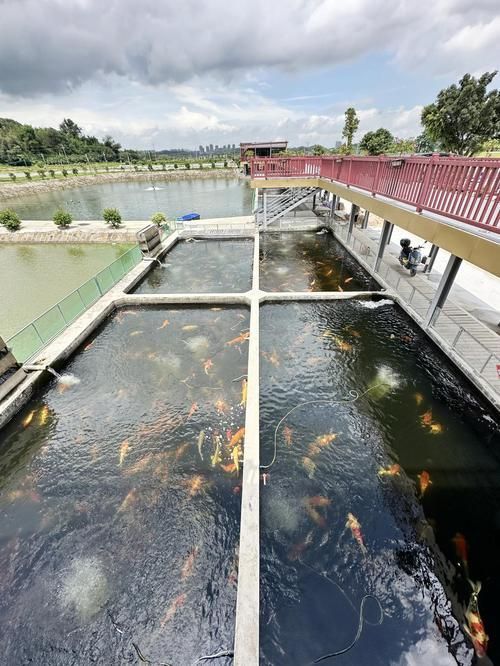 新野龍魚養殖成本大概是多少，新野龍魚養殖成本