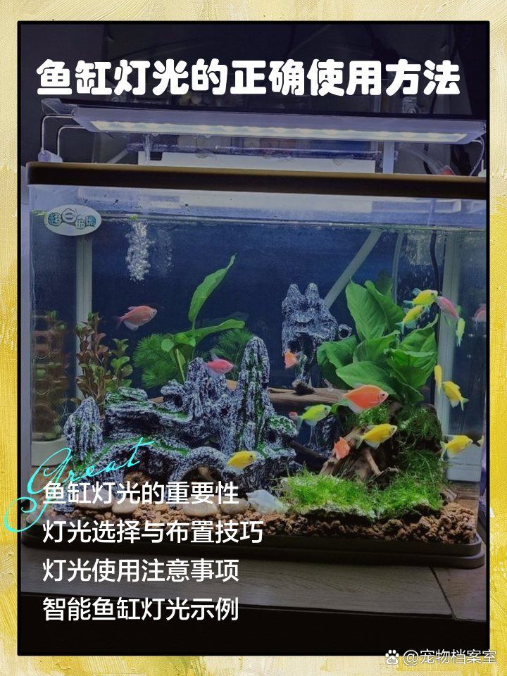 如何搭配龍魚缸背景色與燈光，寵物檔案室，龍魚背景色與燈光