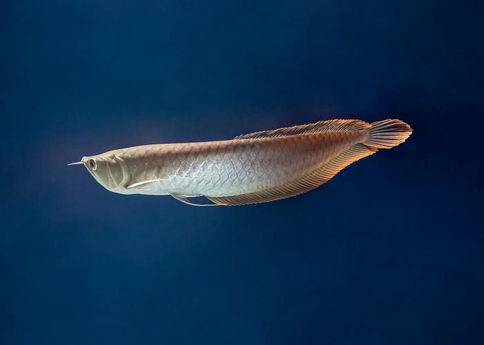 給我一些延壽龍魚的圖片，延壽龍魚有哪些傳說
