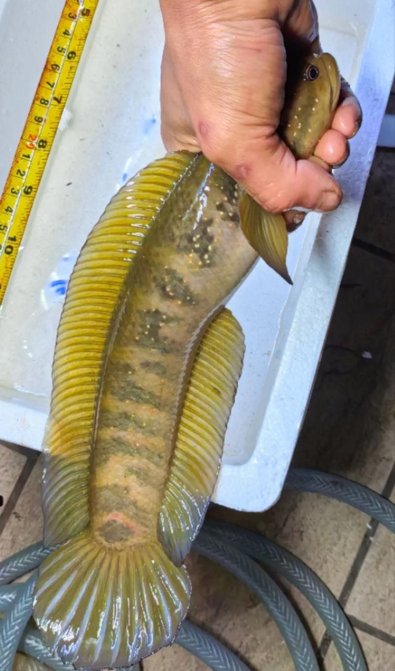 能否提供一張雷州龍魚的圖片，如何區分不同種類的雷州龍魚？