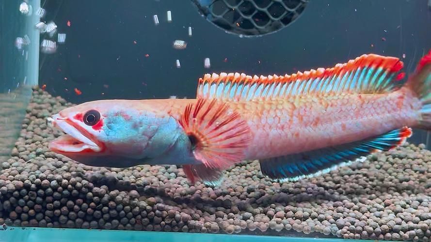 能否提供一張雷州龍魚的圖片，如何區分不同種類的雷州龍魚？