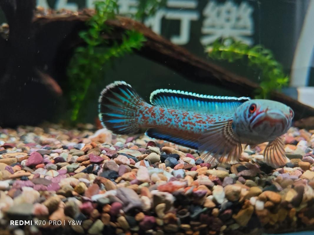 能否提供一張雷州龍魚的圖片，如何區分不同種類的雷州龍魚？