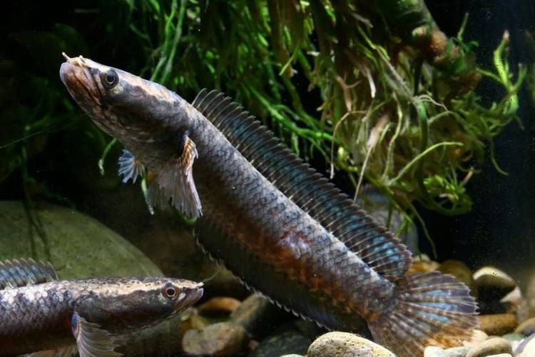 能否提供一張雷州龍魚的圖片，如何區分不同種類的雷州龍魚？