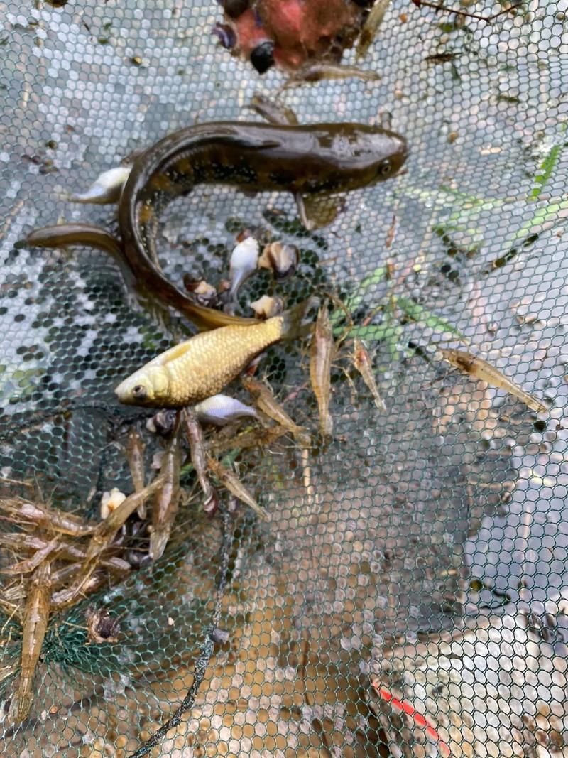 能否提供一張雷州龍魚的圖片，如何區分不同種類的雷州龍魚？