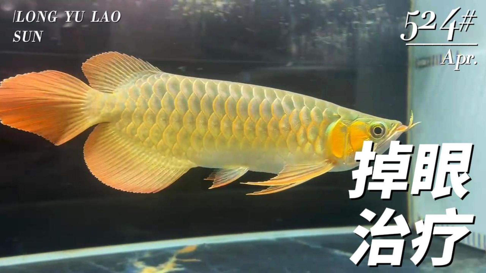 掉眼和兜嘴對龍魚有何影響，掉眼和兜嘴對龍魚的影響