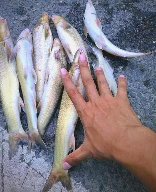 銅官龍魚有哪些獨特特征，“銅官龍魚”并非標準學名并非標準學名，也非標準學名