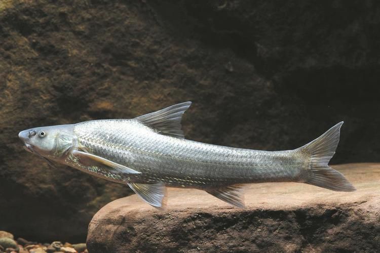銅官龍魚有哪些獨特特征，“銅官龍魚”并非標準學名并非標準學名，也非標準學名