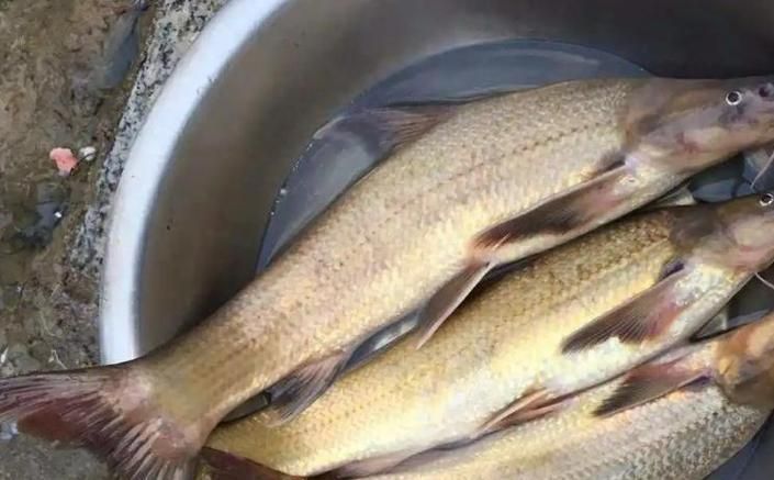 銅官龍魚有哪些獨特特征，“銅官龍魚”并非標準學名并非標準學名，也非標準學名