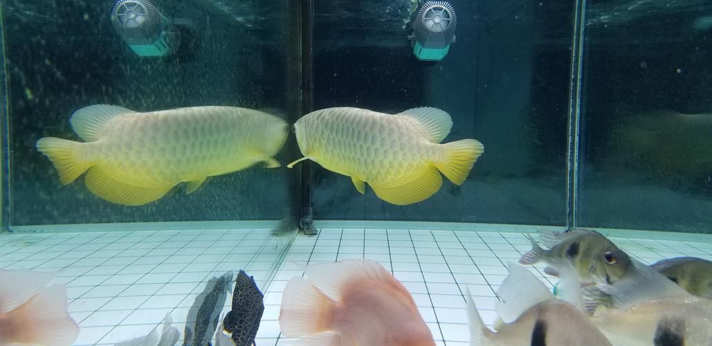 給我一些辨別立達龍魚真偽的圖片，如何辨別立達龍魚的真偽