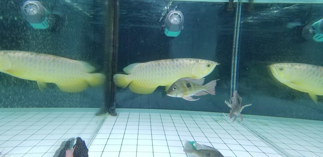 給我一些辨別立達龍魚真偽的圖片，如何辨別立達龍魚的真偽