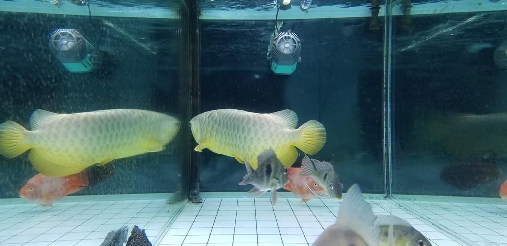 給我一些辨別立達龍魚真偽的圖片，如何辨別立達龍魚的真偽
