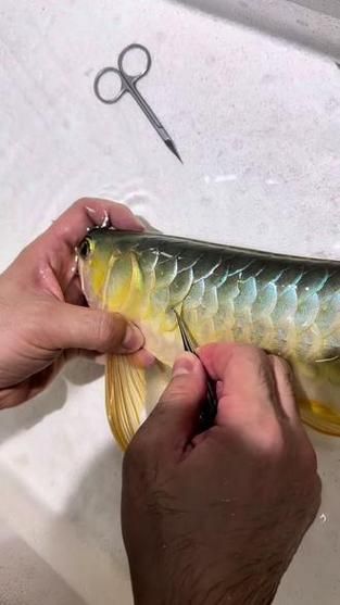 卡宴紅龍和緋玉紅龍哪個更好