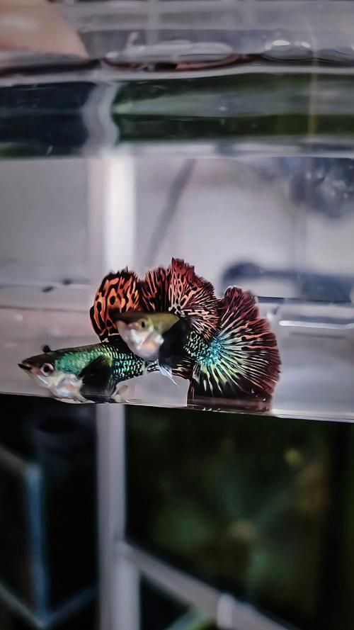 如何辨別寧國龍魚的品質，如何辨別寧國龍魚
