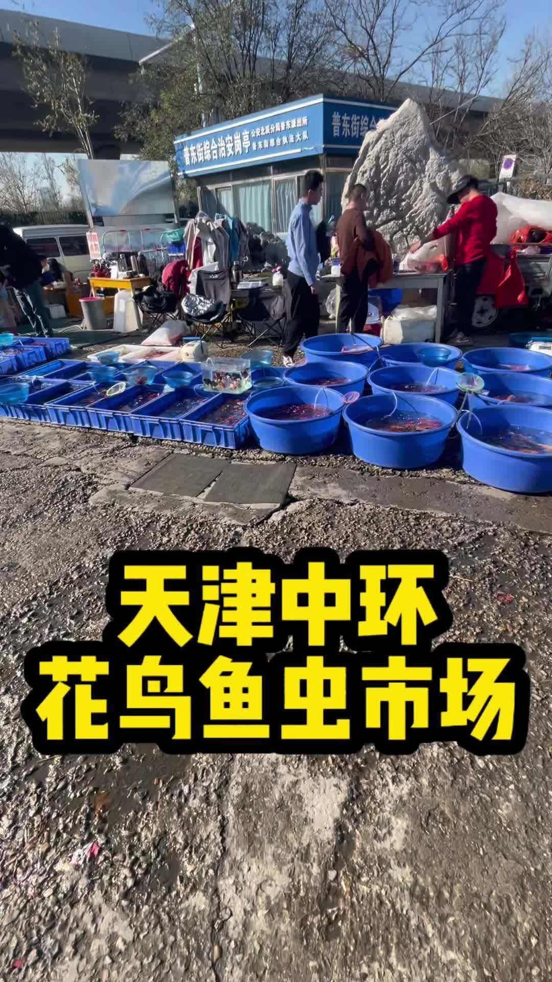 如何在天津購買到正宗的龍魚，天津購買到正宗的龍魚需要了解一些關鍵信息和注意事項 如何在天津購買到正宗的龍魚，天津購買到正宗的龍魚需要了解一些關鍵信息和注意事項 龍魚百科 第1張