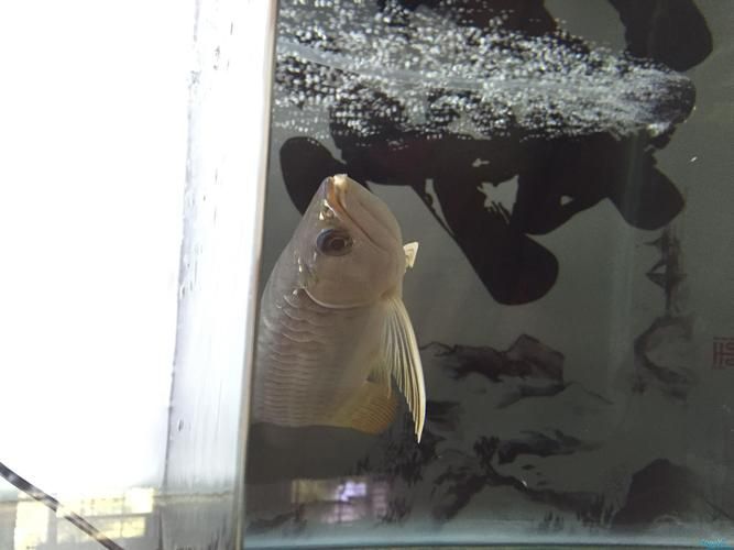 如何判斷龍魚(yú)是否斷須，——權(quán)威水族權(quán)威水族筆記龍魚(yú)斷須（barbels）