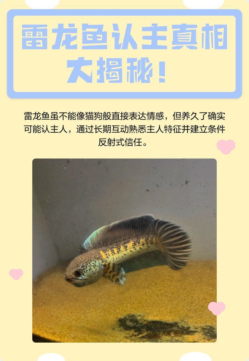 有哪些龍魚品種容易認主，新手養寵天花板[需手動填充]銀龍魚認主真相大揭秘[需手動填充]銀龍魚介紹 有哪些龍魚品種容易認主，新手養寵天花板[需手動填充]銀龍魚認主真相大揭秘[需手動填充]銀龍魚介紹 龍魚百科 第2張