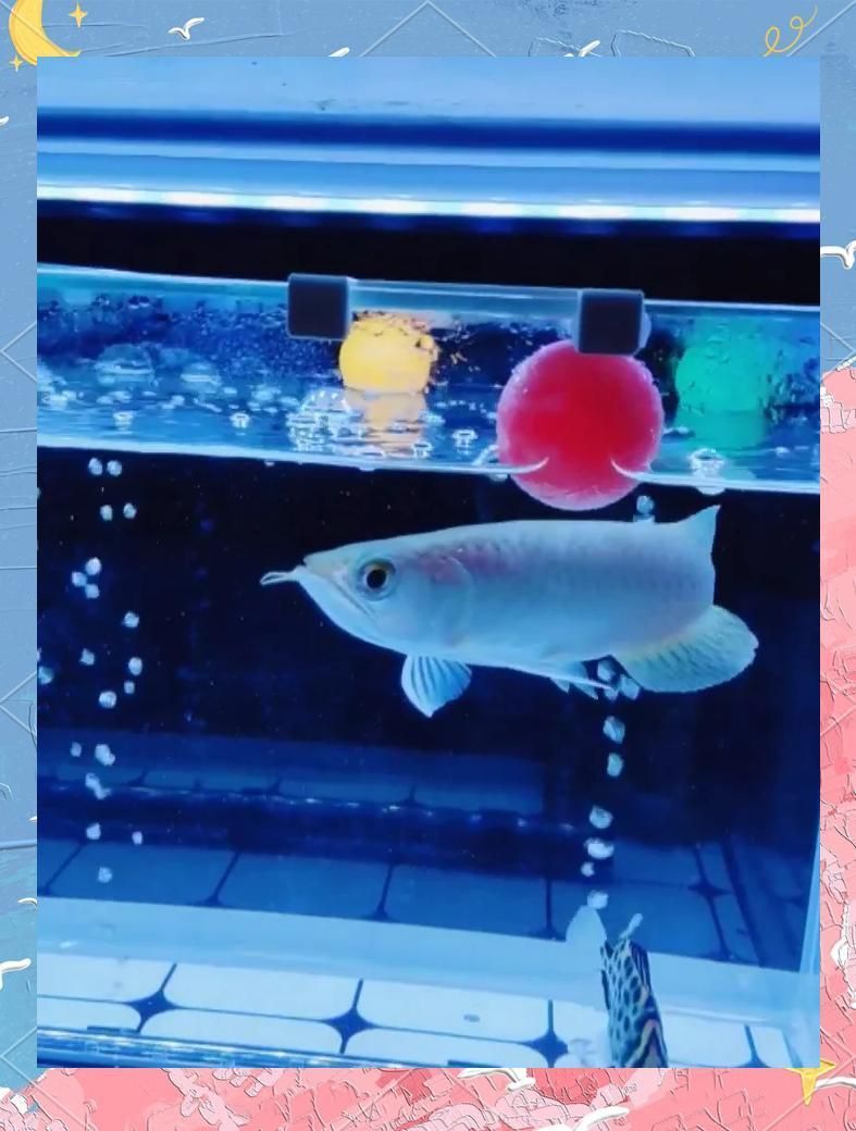 哪種方法對防止龍魚掉眼最見效，如何防止龍魚掉眼 哪種方法對防止龍魚掉眼最見效，如何防止龍魚掉眼 龍魚百科 第2張