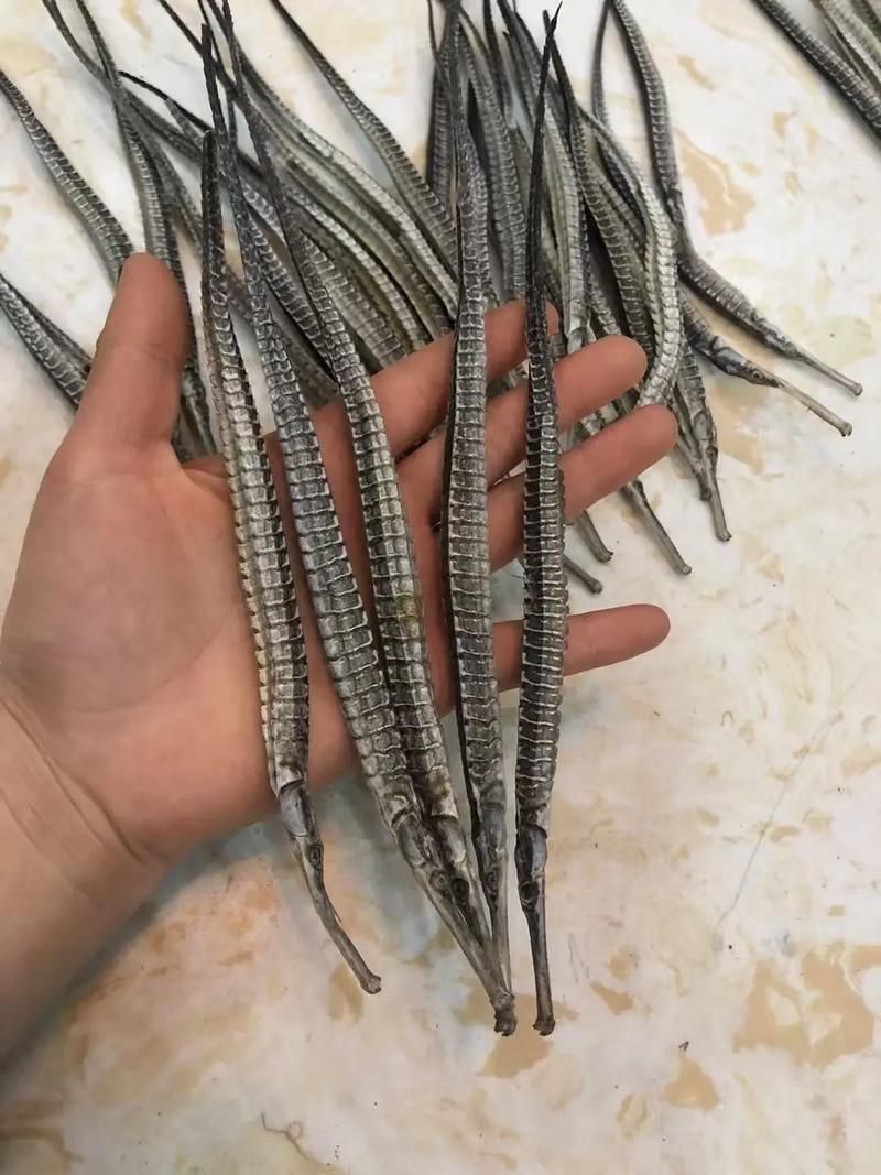 給我一些海龍魚和海馬的圖片，海龍魚和海馬有哪些常見種類對比表，海龍魚和海馬有哪些區別