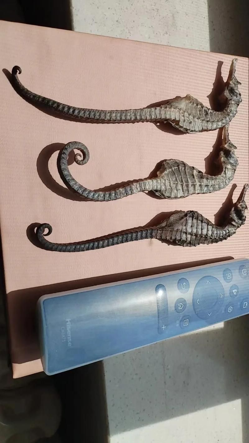 給我一些海龍魚和海馬的圖片，海龍魚和海馬有哪些常見種類對比表，海龍魚和海馬有哪些區別