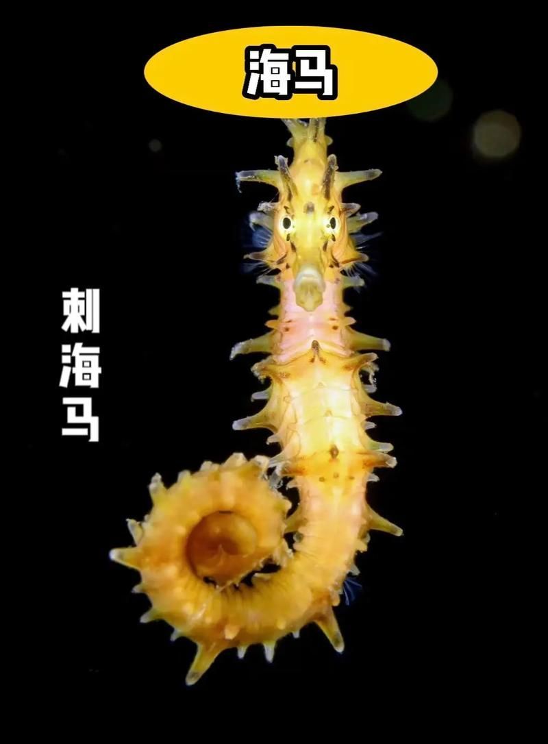 給我一些海龍魚和海馬的圖片，海龍魚和海馬有哪些常見種類對比表，海龍魚和海馬有哪些區別