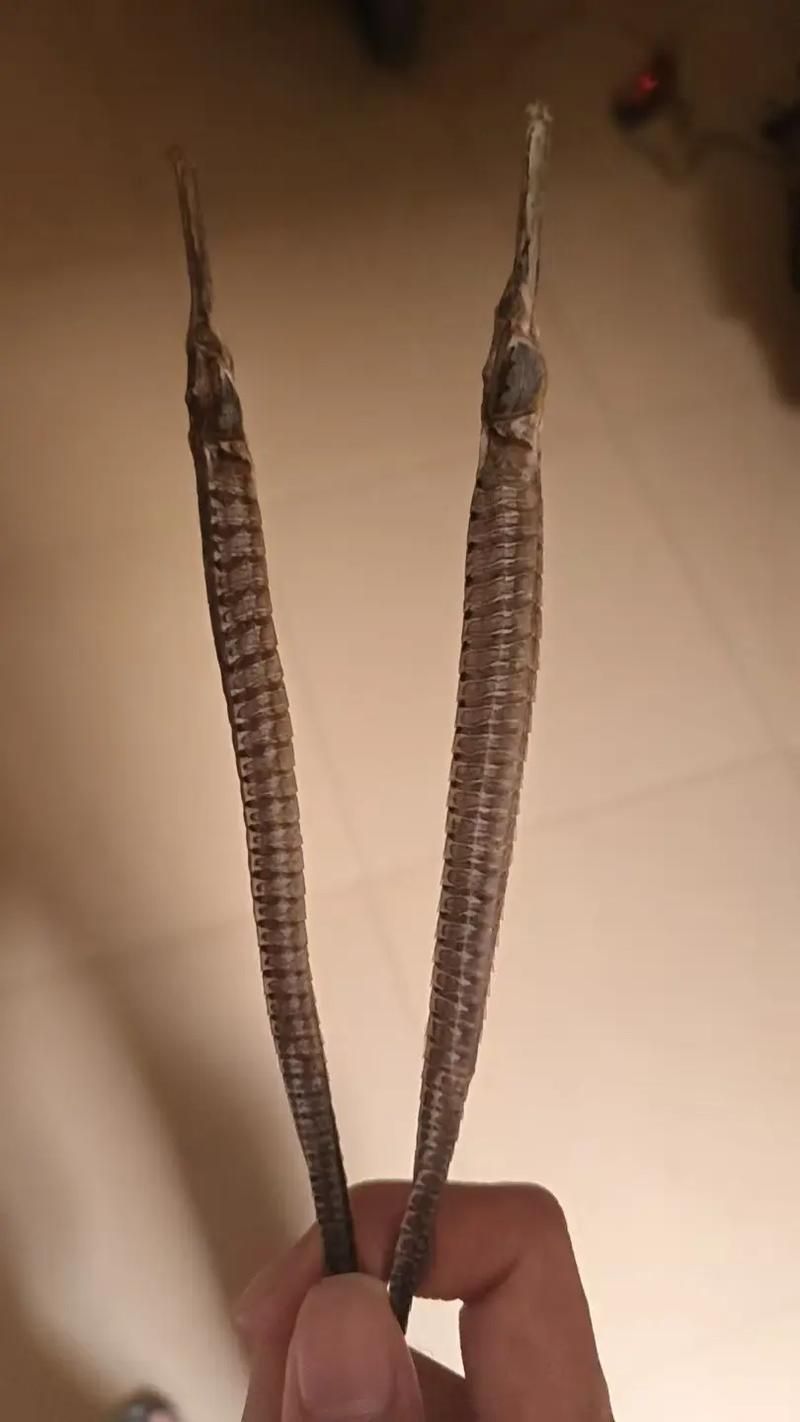 給我一些海龍魚和海馬的圖片，海龍魚和海馬有哪些常見種類對比表，海龍魚和海馬有哪些區別
