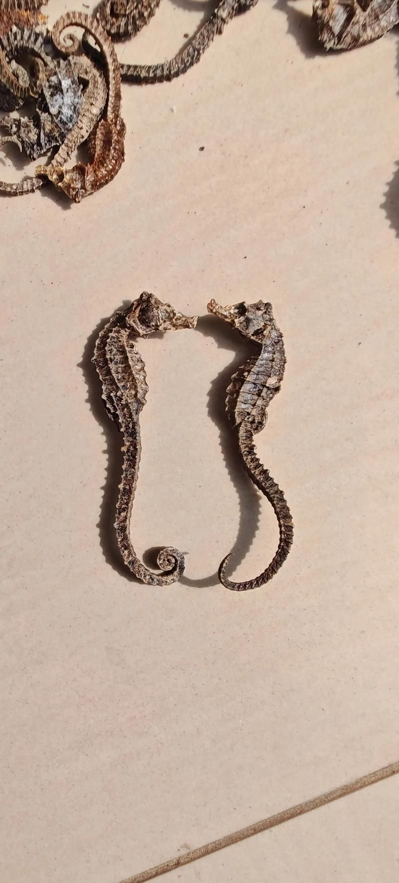 給我一些海龍魚和海馬的圖片，海龍魚和海馬有哪些常見種類對比表，海龍魚和海馬有哪些區別