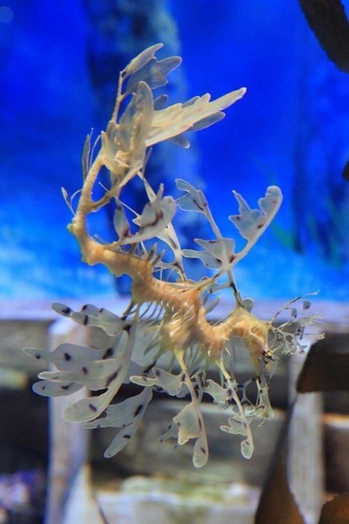 給我一些海龍魚和海馬的圖片，海龍魚和海馬有哪些常見種類對比表，海龍魚和海馬有哪些區別