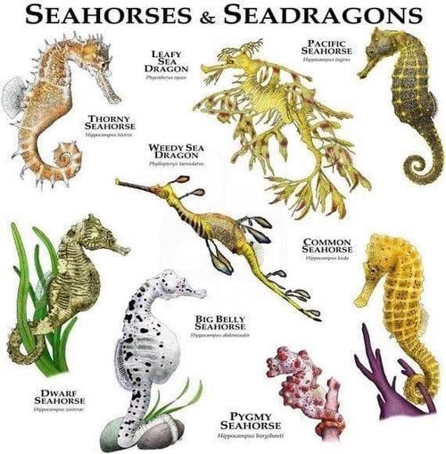給我一些海龍魚和海馬的圖片，海龍魚和海馬有哪些常見種類對比表，海龍魚和海馬有哪些區別