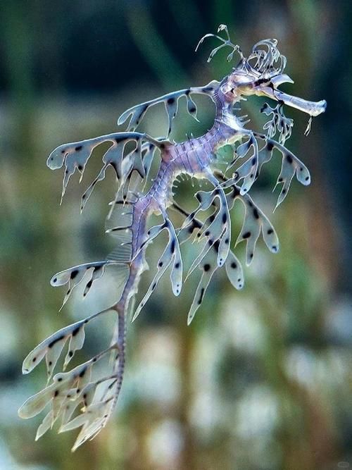 給我一些海龍魚和海馬的圖片，海龍魚和海馬有哪些常見種類對比表，海龍魚和海馬有哪些區別