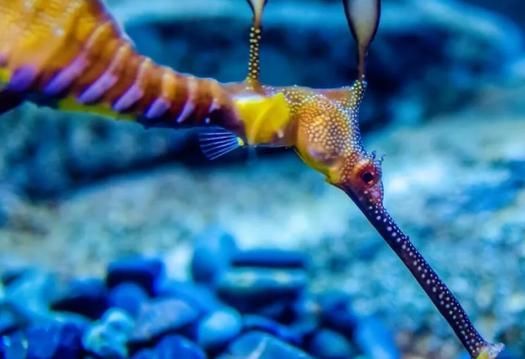 給我一些海龍魚和海馬的圖片，海龍魚和海馬有哪些常見種類對比表，海龍魚和海馬有哪些區別