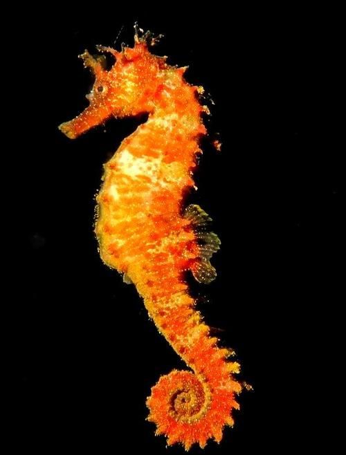 給我一些海龍魚和海馬的圖片，海龍魚和海馬有哪些常見種類對比表，海龍魚和海馬有哪些區別