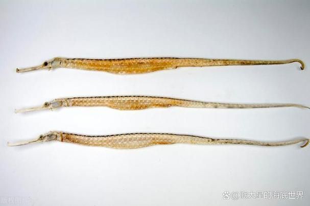 給我一些海龍魚和海馬的圖片，海龍魚和海馬有哪些常見種類對比表，海龍魚和海馬有哪些區別