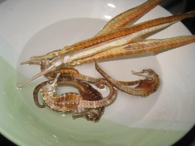 給我一些海龍魚和海馬的圖片，海龍魚和海馬有哪些常見種類對比表，海龍魚和海馬有哪些區別