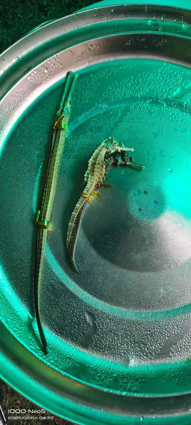 給我一些海龍魚和海馬的圖片，海龍魚和海馬有哪些常見種類對比表，海龍魚和海馬有哪些區別