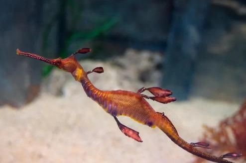 給我一些海龍魚和海馬的圖片，海龍魚和海馬有哪些常見種類對比表，海龍魚和海馬有哪些區別