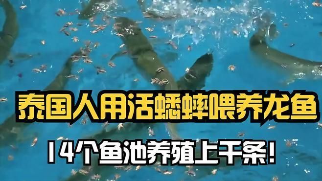 有沒有接近成功的龍魚養殖案例，慶祥偉業和福建阿偉水族養殖龍魚生態養殖案例探討龍魚生態養殖