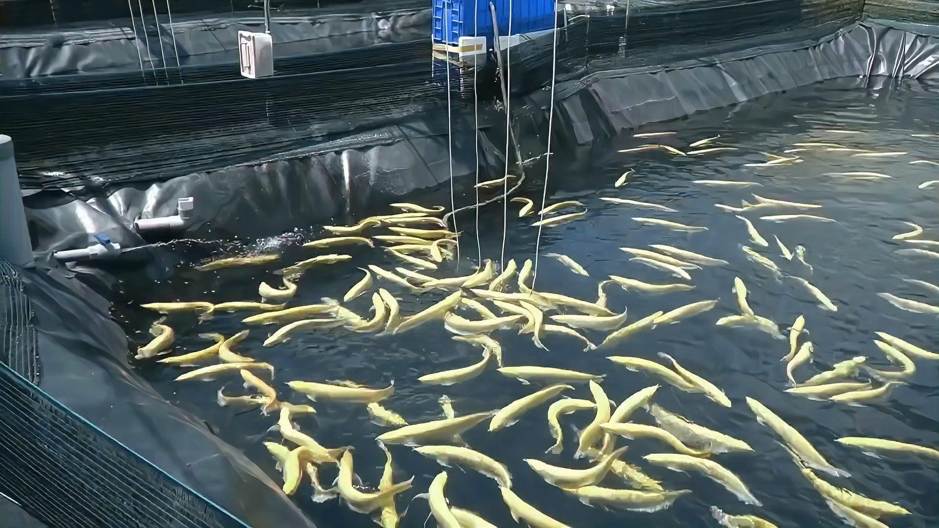 有沒有接近成功的龍魚養殖案例，慶祥偉業和福建阿偉水族養殖龍魚生態養殖案例探討龍魚生態養殖