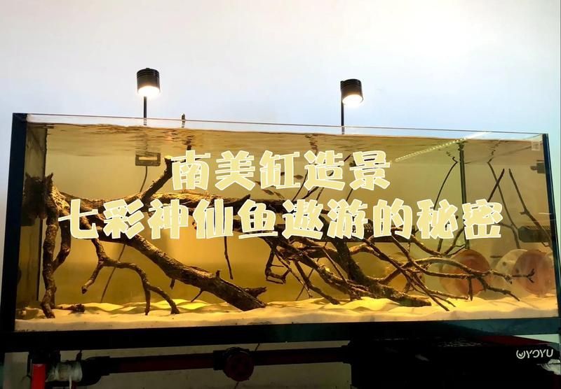 推薦一些神仙魚缸的配置清單，神仙魚缸的配置清單