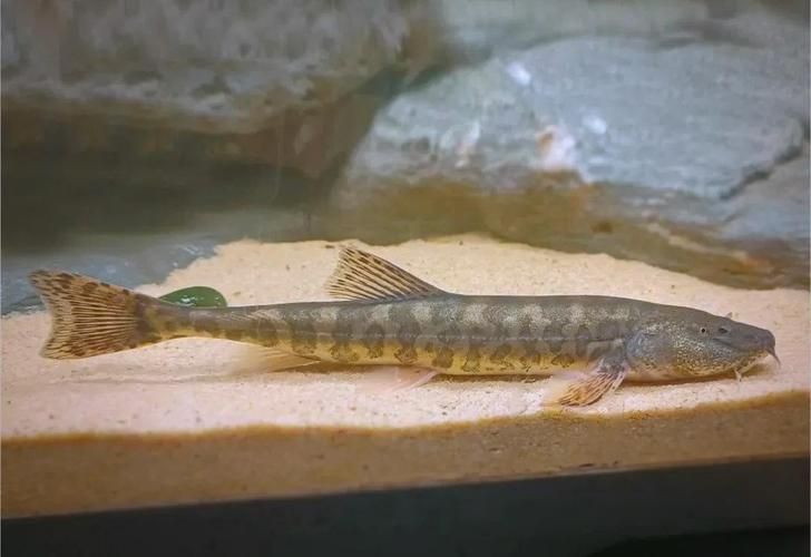 夏河龍魚有哪些獨特品種，“夏河龍魚”是什么魚？