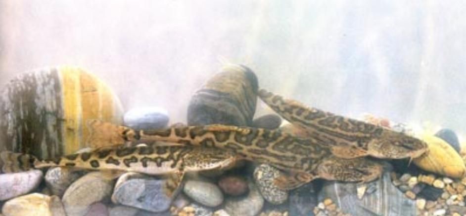 夏河龍魚有哪些獨特品種，“夏河龍魚”是什么魚？