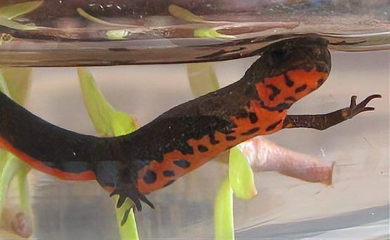 夏河龍魚有哪些獨特品種，“夏河龍魚”是什么魚？