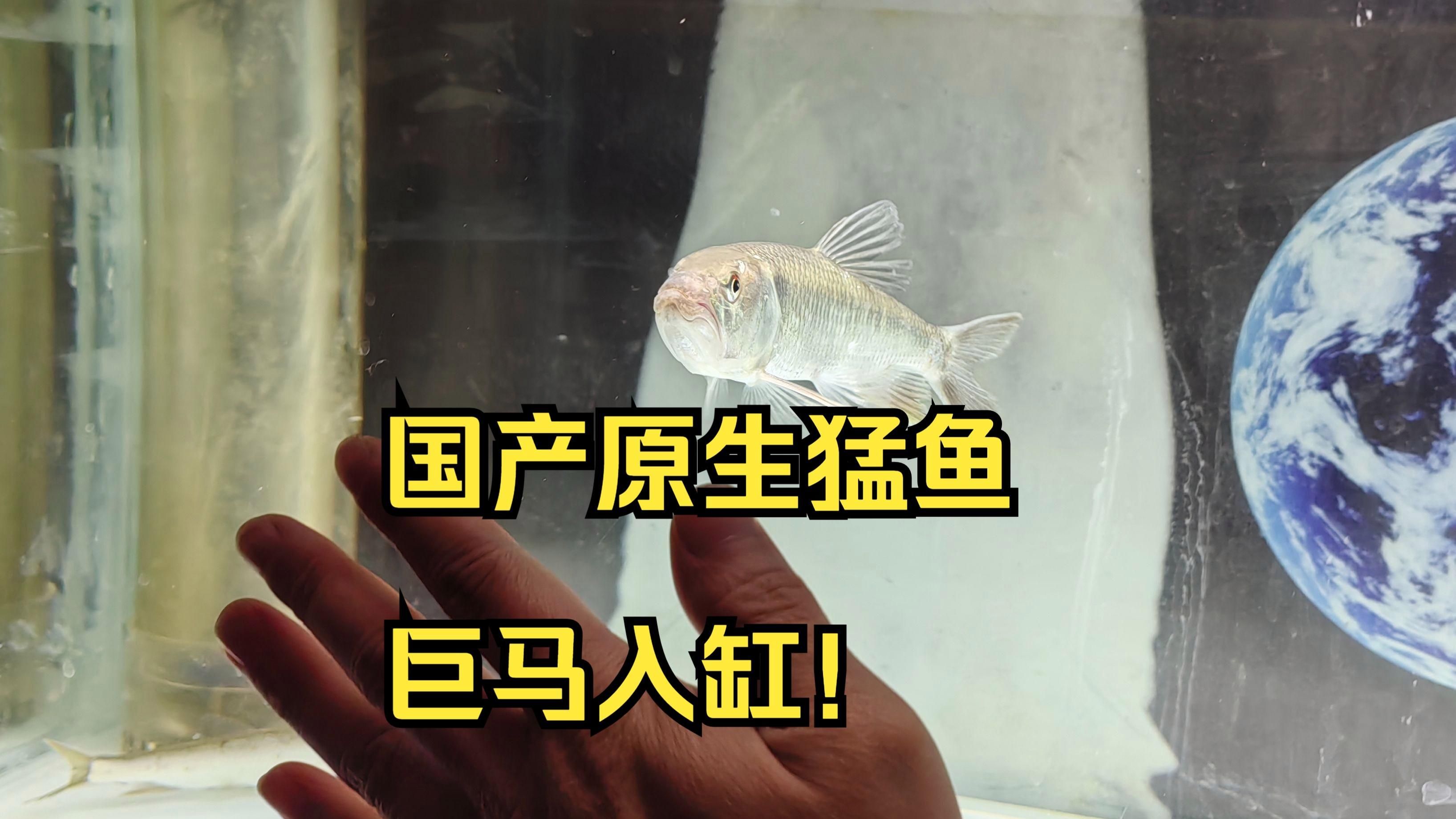 推薦一些適合1.2米魚缸的觀賞魚，1.2米長(zhǎng)的魚缸選擇適合的觀賞魚是關(guān)鍵