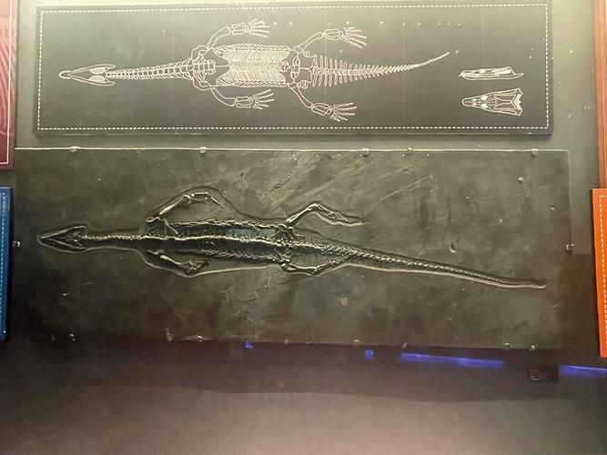 給我一些關(guān)于盤縣混魚龍的圖片，盤縣混魚龍與其他三疊紀(jì)海生爬行動(dòng)物的對比表格表格
