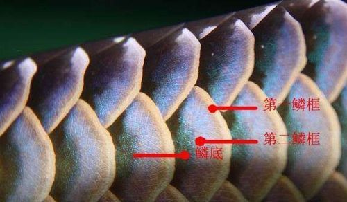 如何辨別真假“鴻福”龍魚產(chǎn)品，國(guó)考完成“鴻福”龍魚真?zhèn)舞b別真假龍魚真?zhèn)舞b別指南