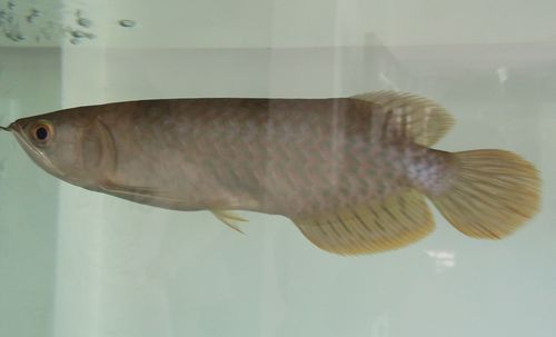 能提供一些長樂龍魚的圖片嗎，如何鑒別長樂龍魚的真偽？