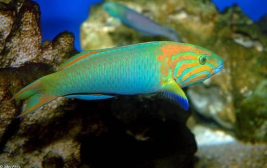 如何為青花龍魚繁殖做準備，青花龍魚繁殖封閉式靜水詳解如何為青花龍魚繁殖做準備
