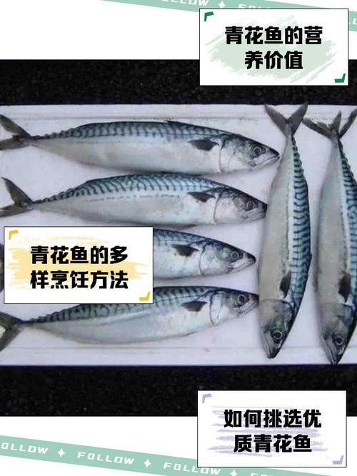 如何為青花龍魚繁殖做準備，青花龍魚繁殖封閉式靜水詳解如何為青花龍魚繁殖做準備