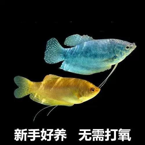 給我一些判斷萬龍魚健康的圖片，萬龍魚的健康狀態是飼養者極為關注的診斷準確性診斷 給我一些判斷萬龍魚健康的圖片，萬龍魚的健康狀態是飼養者極為關注的診斷準確性診斷 龍魚百科 第1張
