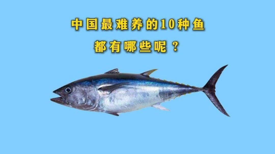 這些稀有品種的飼養(yǎng)難度如何，稀有品種的飼養(yǎng)